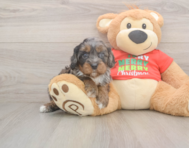 7 week old Cavapoo Puppy For Sale - Windy City Pups
