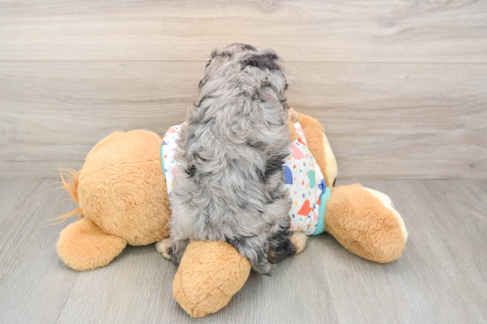 Cavapoo Puppy for Adoption