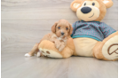 Cavapoo Pup Being Cute