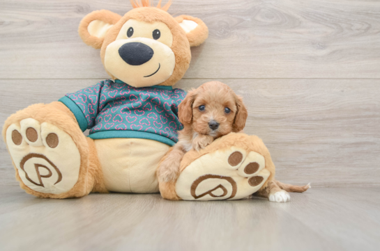 Cavapoo Pup Being Cute