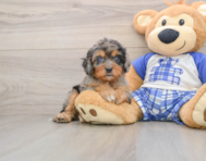 8 week old Cavapoo Puppy For Sale - Windy City Pups