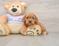 8 week old Cavapoo Puppy For Sale - Windy City Pups