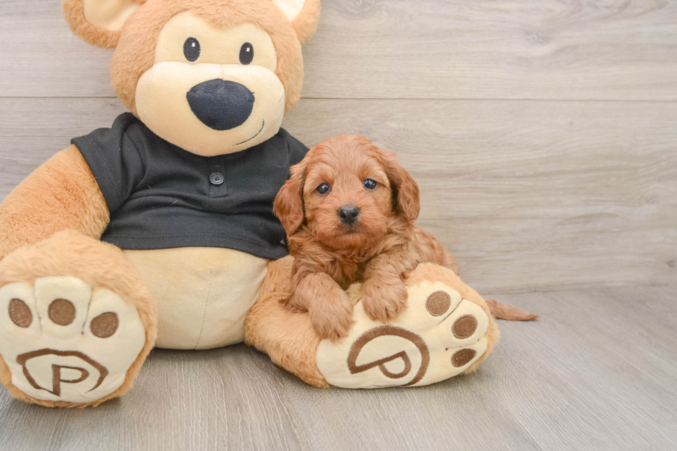 Happy Cavapoo Baby