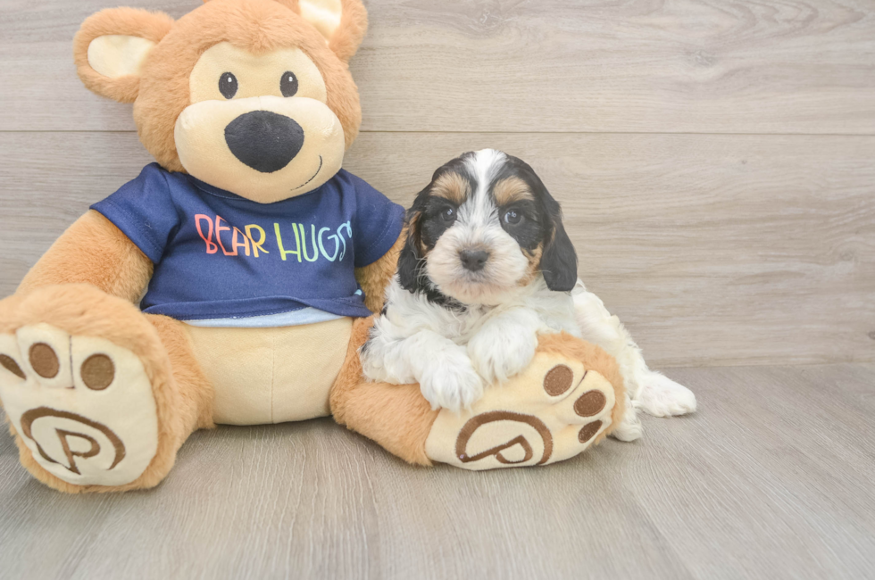 6 week old Cavapoo Puppy For Sale - Windy City Pups