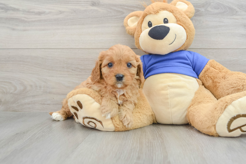 Cavapoo Pup Being Cute