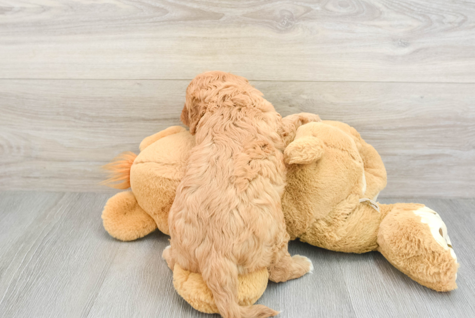 Energetic Cavoodle Poodle Mix Puppy