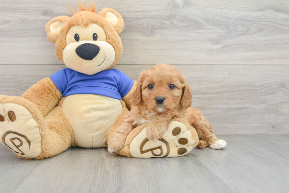 Happy Cavapoo Baby