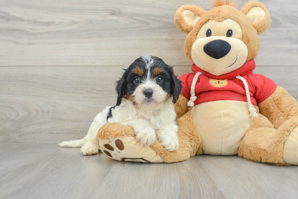 Petite Cavapoo Poodle Mix Pup