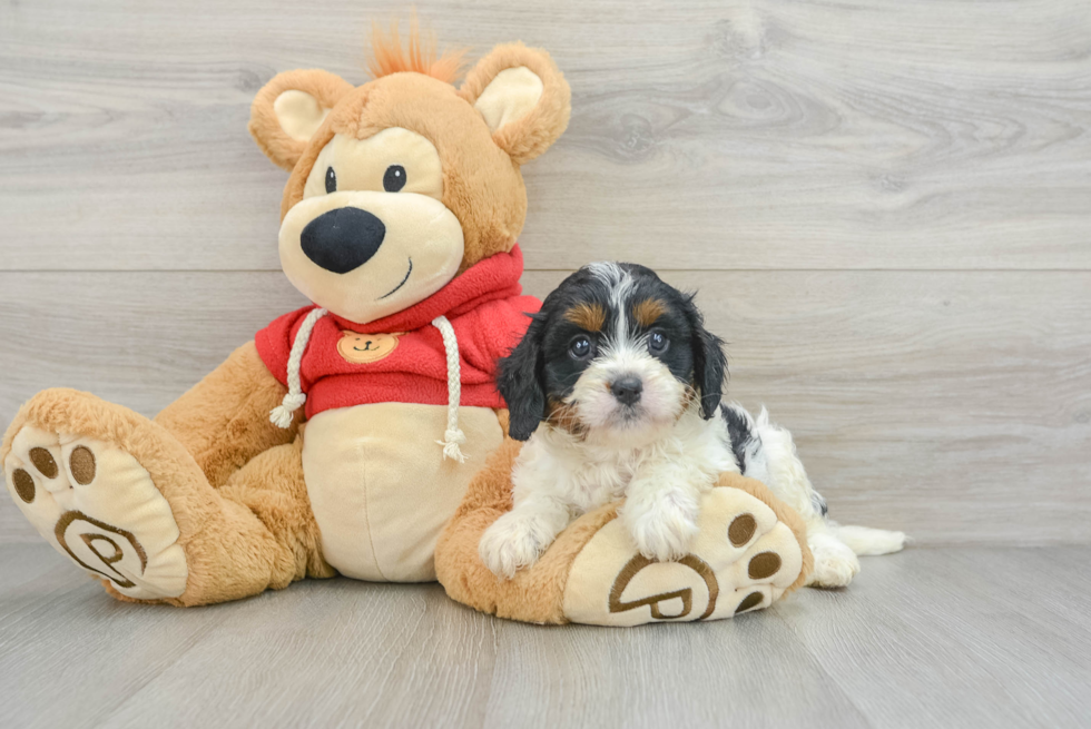 Sweet Cavapoo Baby