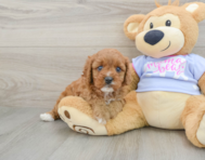 7 week old Cavapoo Puppy For Sale - Windy City Pups
