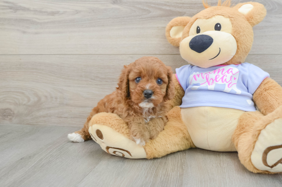 5 week old Cavapoo Puppy For Sale - Windy City Pups