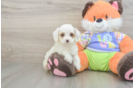 Petite Cavapoo Poodle Mix Pup