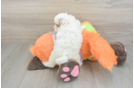 Petite Cavapoo Poodle Mix Pup
