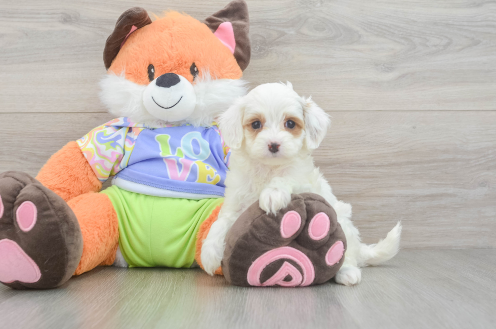 5 week old Cavapoo Puppy For Sale - Windy City Pups