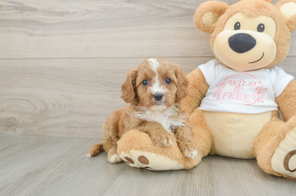 5 week old Cavapoo Puppy For Sale - Windy City Pups