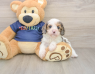 8 week old Cavapoo Puppy For Sale - Windy City Pups