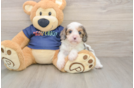 Cavapoo Pup Being Cute