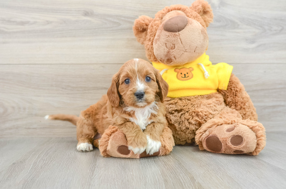 7 week old Cavapoo Puppy For Sale - Windy City Pups