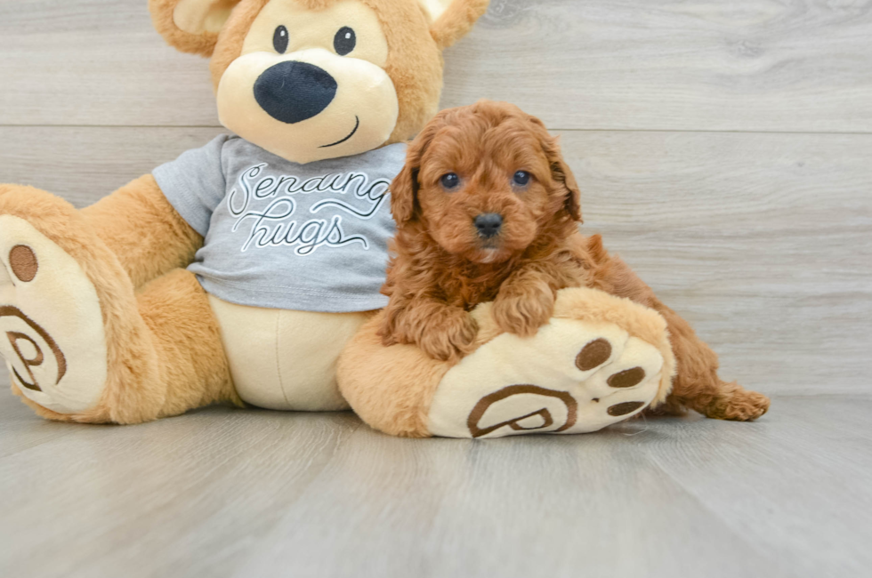 6 week old Cavapoo Puppy For Sale - Windy City Pups