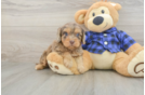Cavapoo Puppy for Adoption