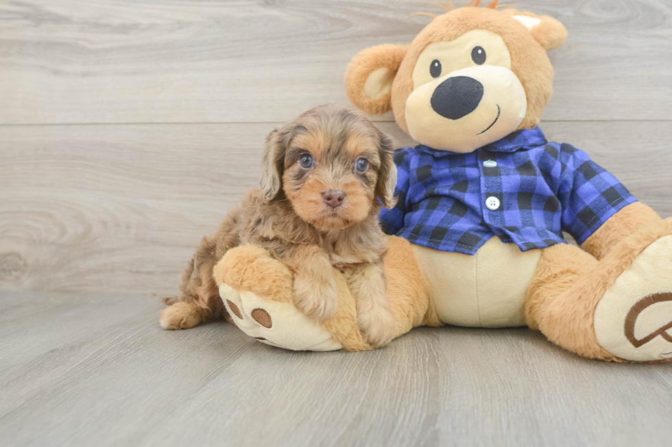 Cavapoo Puppy for Adoption