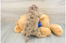 Best Cavapoo Baby
