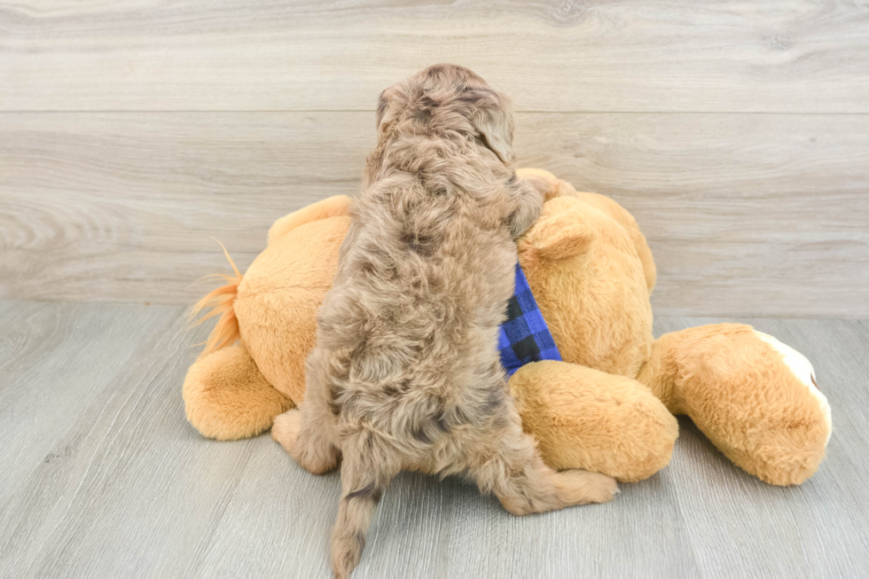 Best Cavapoo Baby