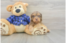 Cavapoo Puppy for Adoption