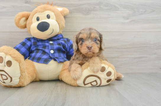 Cavapoo Puppy for Adoption