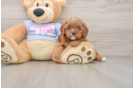 Happy Cavapoo Baby