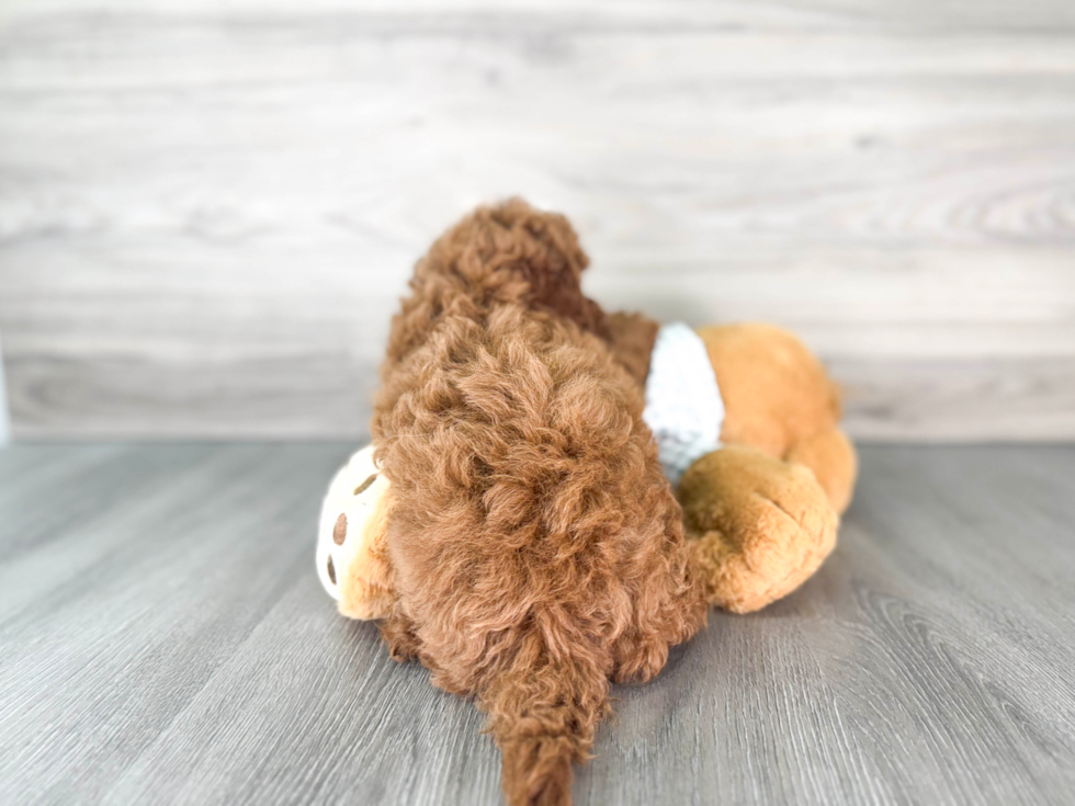 Popular Cavapoo Poodle Mix Pup