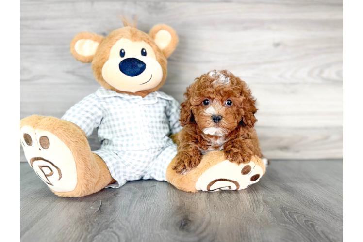 Cavapoo Pup Being Cute