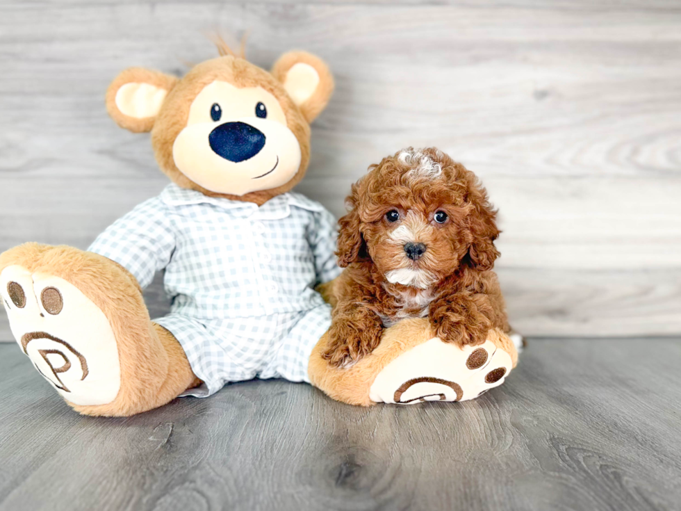 Cavapoo Pup Being Cute