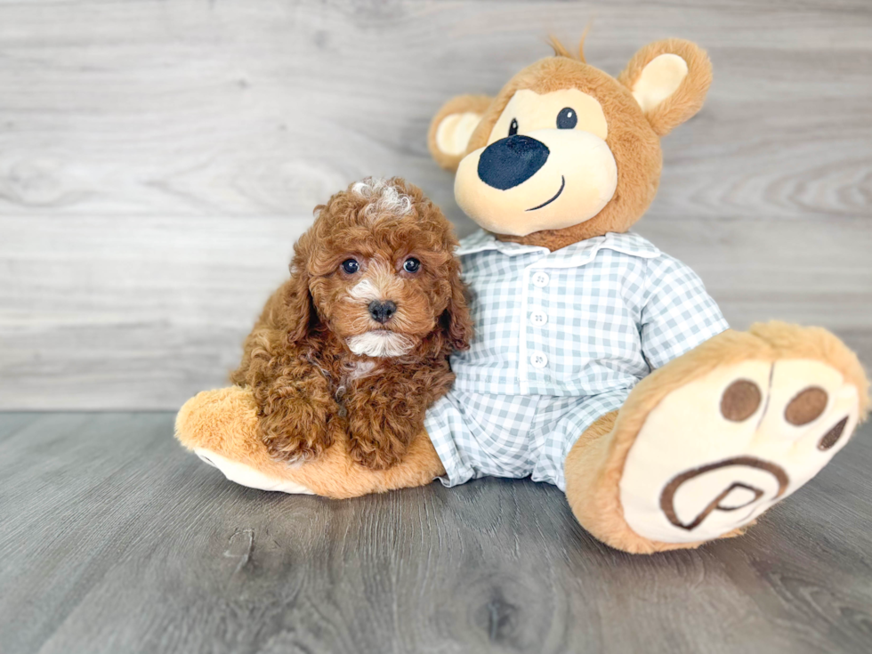 Cavapoo Pup Being Cute