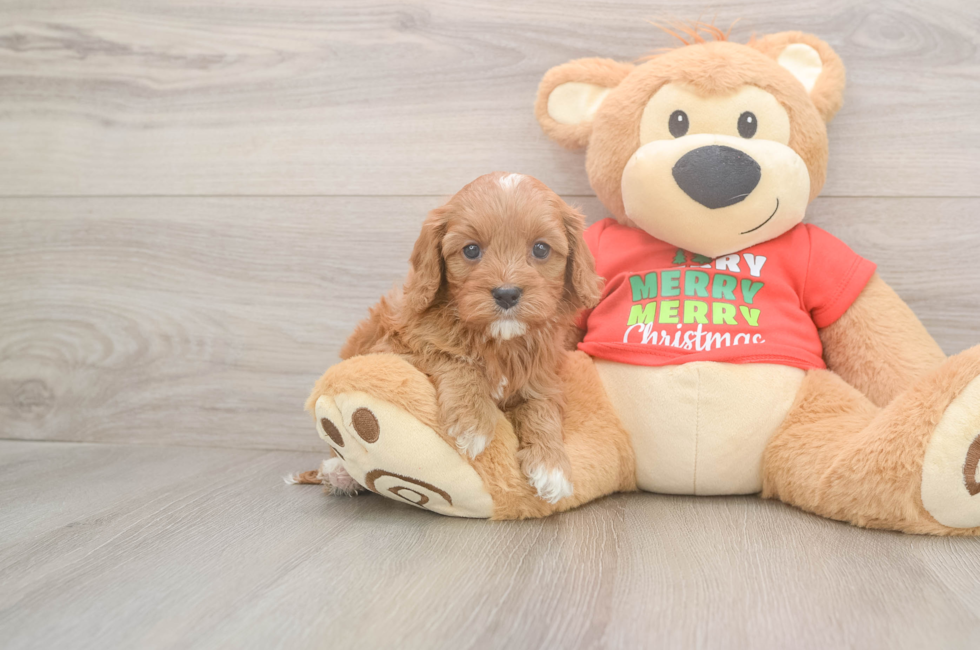 6 week old Cavapoo Puppy For Sale - Windy City Pups