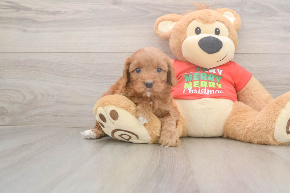 Cavapoo Puppy for Adoption