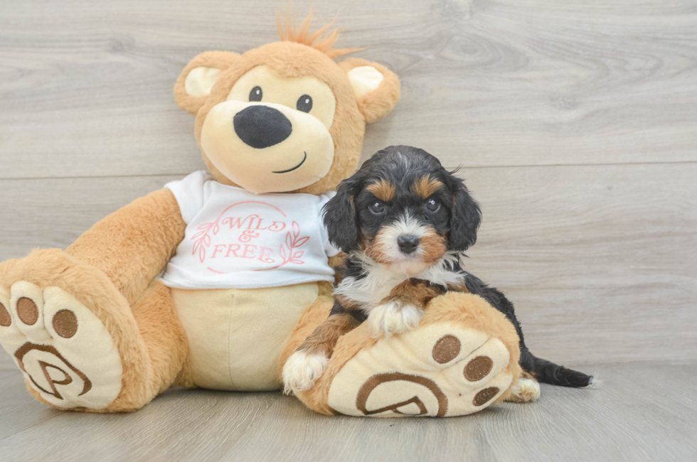 5 week old Cavapoo Puppy For Sale - Windy City Pups