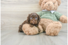 Cavapoo Pup Being Cute