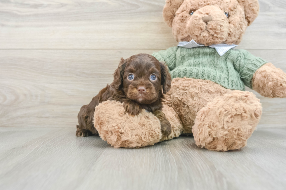 Cavapoo Pup Being Cute