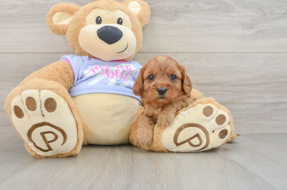 5 week old Cavapoo Puppy For Sale - Windy City Pups