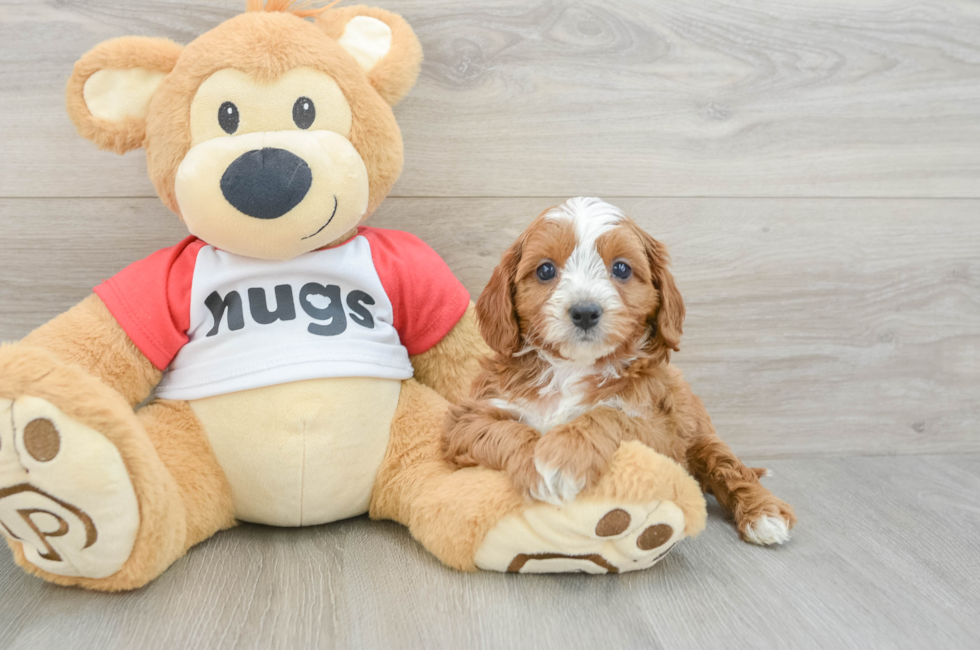 6 week old Cavapoo Puppy For Sale - Windy City Pups