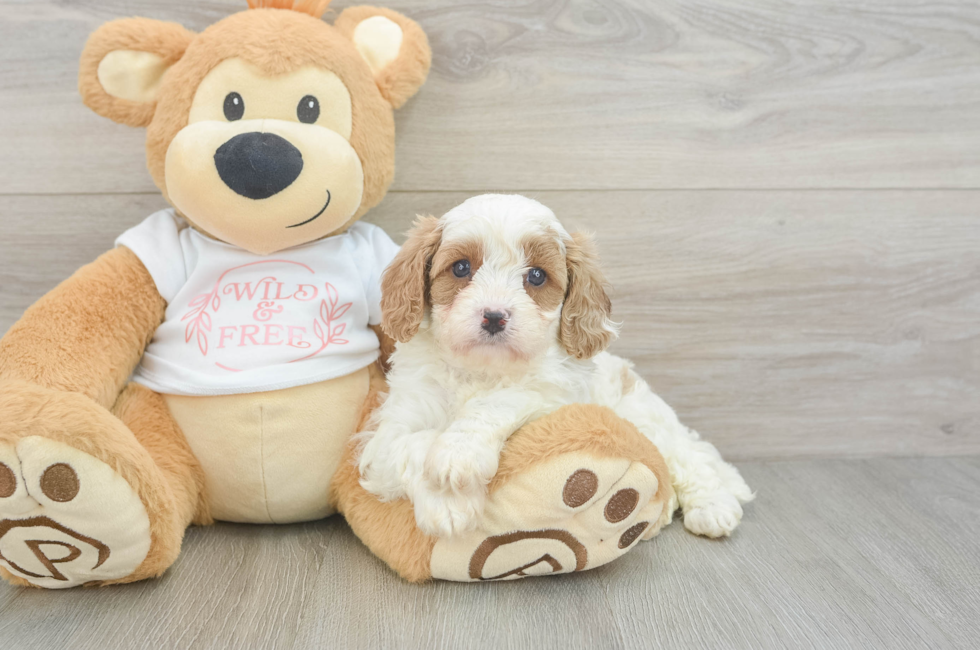 5 week old Cavapoo Puppy For Sale - Windy City Pups