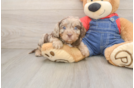 Petite Cavapoo Poodle Mix Pup