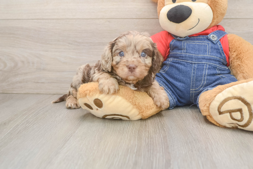Petite Cavapoo Poodle Mix Pup