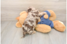 Playful Cavapoodle Poodle Mix Puppy