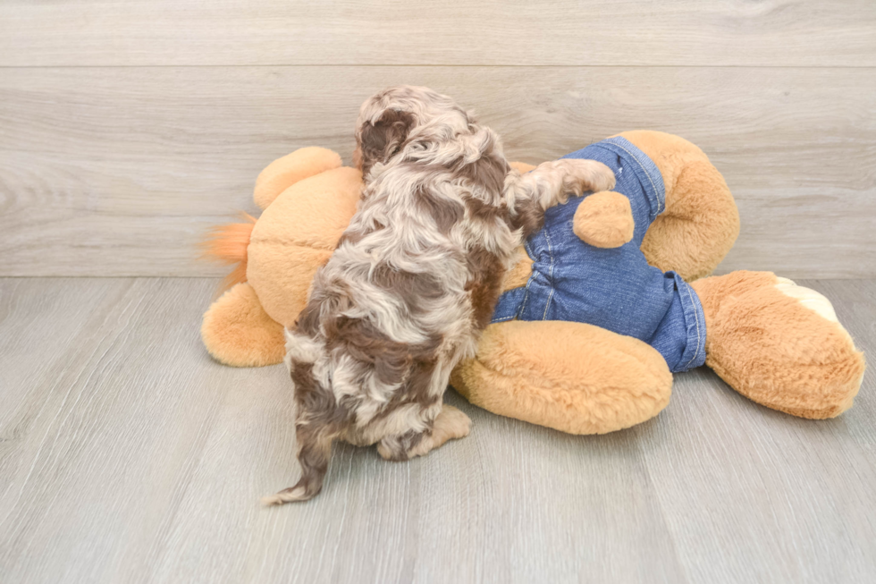 Playful Cavapoodle Poodle Mix Puppy