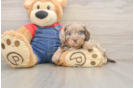 Little Cavipoo Poodle Mix Puppy