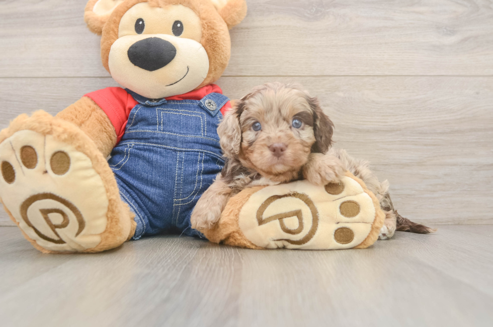 5 week old Cavapoo Puppy For Sale - Windy City Pups