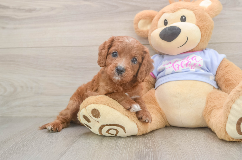 7 week old Cavapoo Puppy For Sale - Windy City Pups