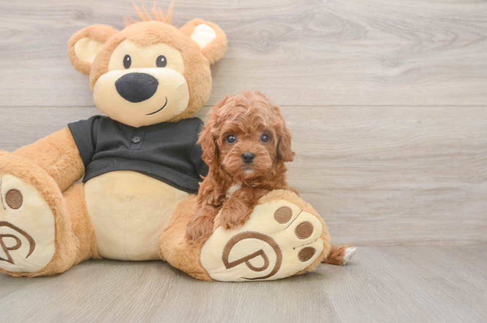 5 week old Cavapoo Puppy For Sale - Windy City Pups